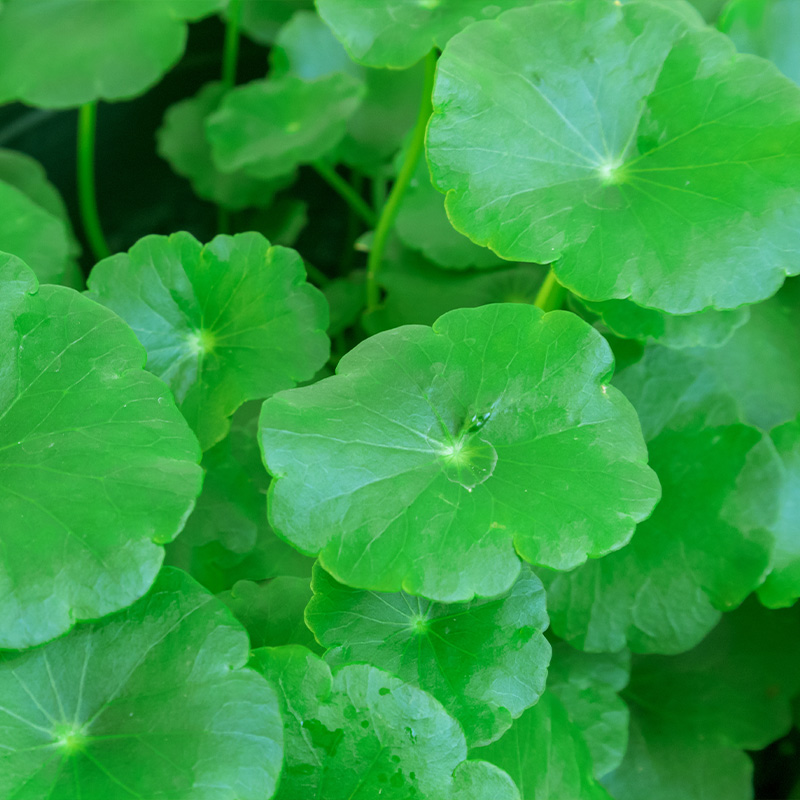 Plant Repair and Soothing series